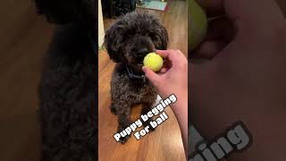 Adorable dog begs for her ball. #shortvideo #dog #schnoodle #puppy #squeakytoy #poodle