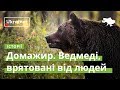 Домажир. Ведмеді, врятовані від людей · Ukraïner