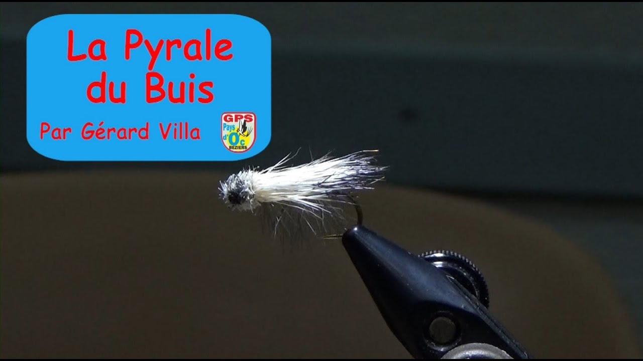 N°79 - La Pyrale du Buis, par Gérard Villa 11 Juin 2019