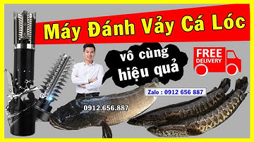 Máy đánh vảy cá lóc công nghiệp cầm tay bằng pin tự chế | máy cạo vảy cá rô phi rô đồng bằng điện