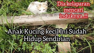 Menyelamatkan Anak Kucing Liar Terlantar Kelaparan menangis Memanggil Ibunya ( Rescue cat )