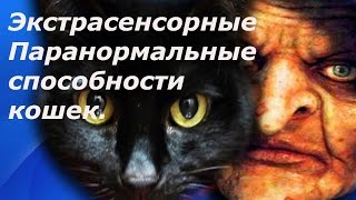 Экстрасенсорные способности кошек. Паранормальные способности котов. Экстрасенсорные способности кошек. Паранормальные способности котов.