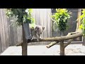 Louisville Zoo welcomes two koalas to Kentucky