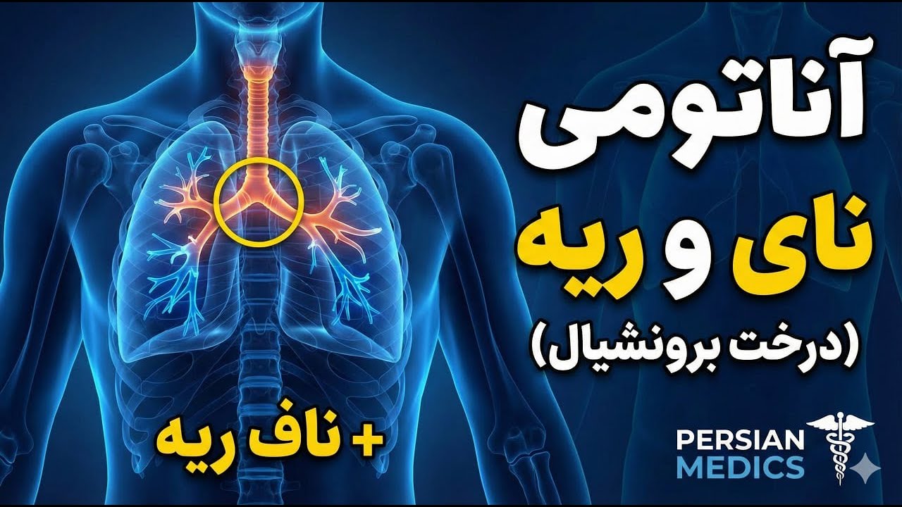 آناتومی کامل ریه و نای | بررسی ناف ریه، برونشها و تفاوت راست و چپ ...