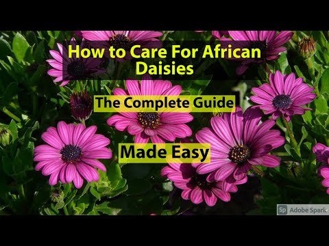 וִידֵאוֹ: Growing Osteospermum: How To Care For Daisies African