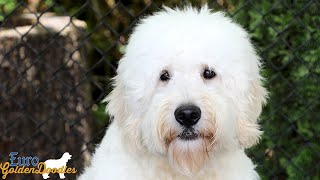 Royce - Mr. Black - Mila/Neo Litter - For Sale Video by Euro Goldendoodles 100 views 1 month ago 3 minutes, 53 seconds