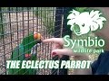Symbio Wildlife Park - the Eclectus Parrot