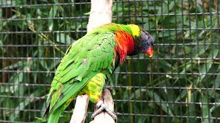 LORIKEET GETS VICIOUSLY ATTACKED BY A FLY