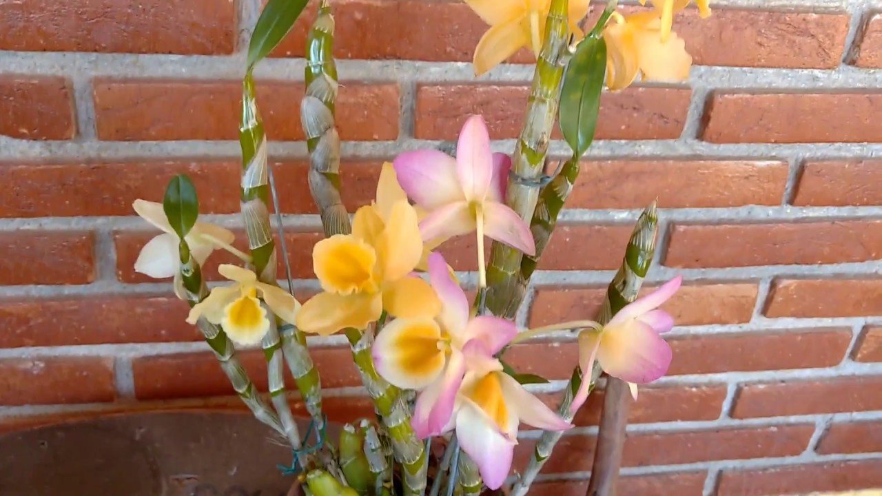 Orquídea Dendrobium ou Olho de Boneca - várias cores - thptnganamst.edu.vn