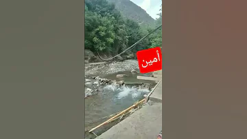 أمين 