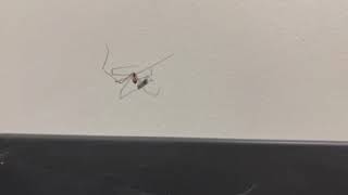 Spider spinning its prey into its web