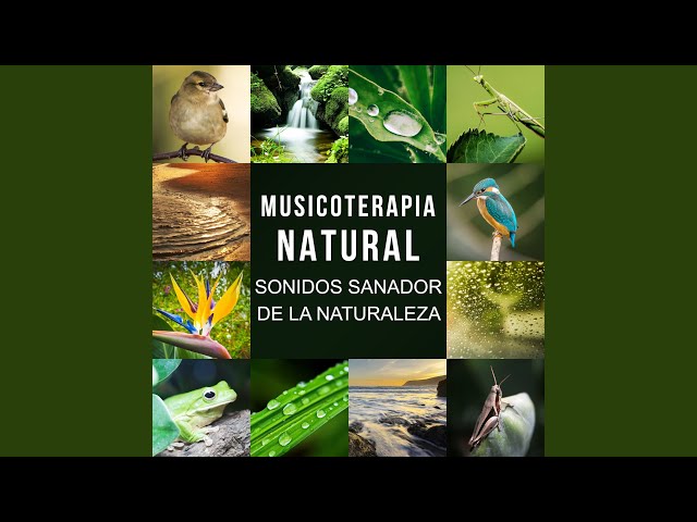 Academia de Música con Sonidos de la Naturaleza - Sonidos de la Naturaleza