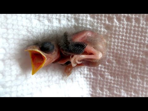 Video: Wie kümmere ich mich um ein federloses Vogelbaby?