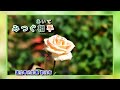 紅とんぼ 吉幾三