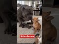 sote hue thappad mara puppies ki halat kharab#viral#trending#enjoydog #puppypic#cute#love#puppyvideo
