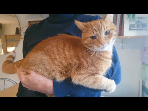 Video: Lempar Kucing Anda Keluar dari Kamar Cara Elegan: Mengangkat Kucing [Video]