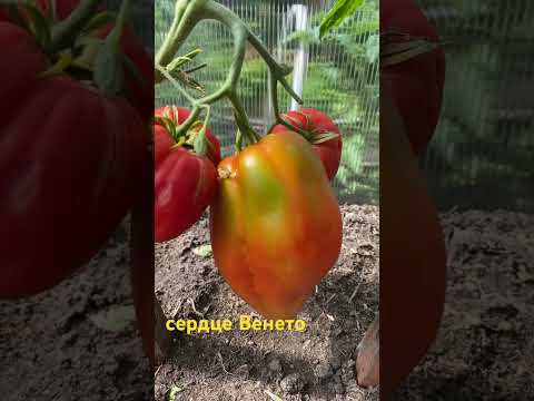 Сердце Венето #огород