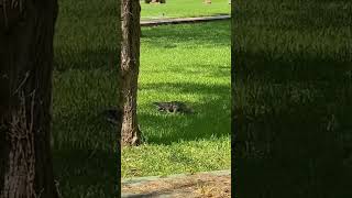 Huge Lizard Walking Around