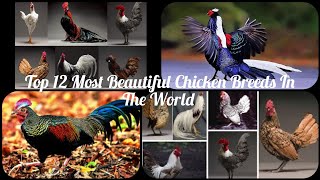 Top 12 Most Beautiful Chicken Breeds in The World #livelifetv