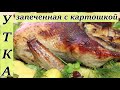 Утка в духовке запеченная с картофелем . Утка в кислосладком маринаде с яблоками.