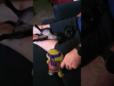 Playing With Our New Pug Puppy Loki.