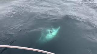 2020 Maine Bluefin Tuna