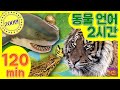 [KBS키즈] 위키와 동물언어 120분 ｜ KBS 자동공부책상위키 ｜ 동물 친구들과 배우는 한국어 ｜ 동물언어 모아보기 ｜ 2시간 연속재생