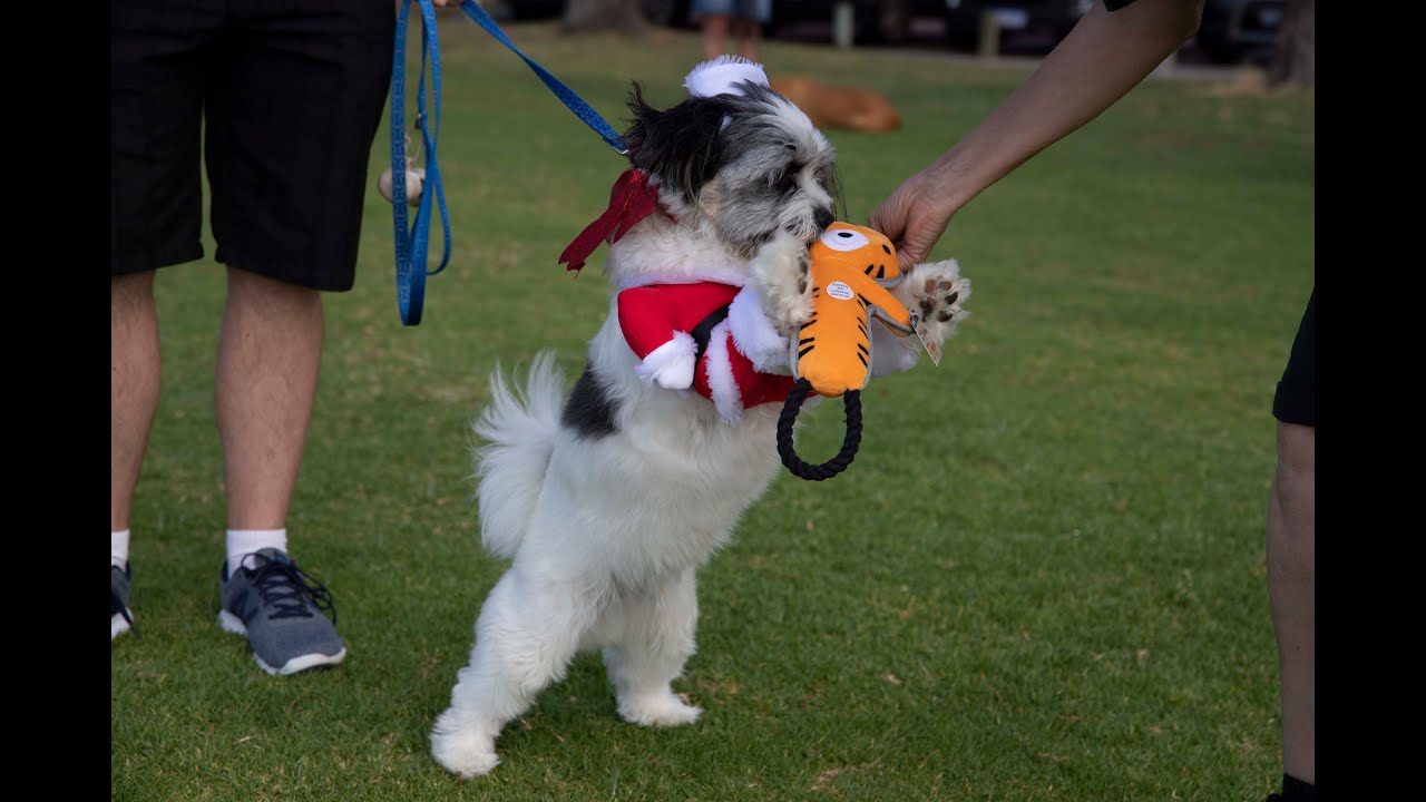 JOONDALUP DOG TRAINING CLUB CHRISTMAS 2019 YouTube