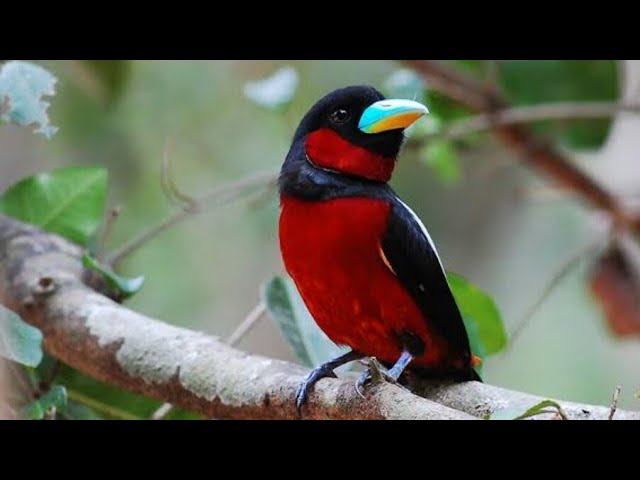 MASTERAN GACOR & PIKAT SEMPUR SUNGAI HUJAN SUARA PANCINGAN 2 | KICAU MERDU ASLI SUARA BURUNG class=