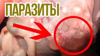 Спосьбы лечение описторхоза дома Спосьбы лечение описторхоза дома