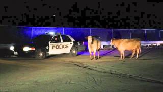 Manchester Police Moooove Cows Along at the Mall of NH