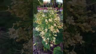 Tumbuhan Pokok Bunga Wangi Kembang Bugang.hiasan Taman Bunga.