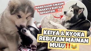 KEIYA DAN KYOKA REBUTAN MAINAN MULU (KAORI SAMPE HARUS AWASIN MEREKA KALO LAGI MAIN)‼