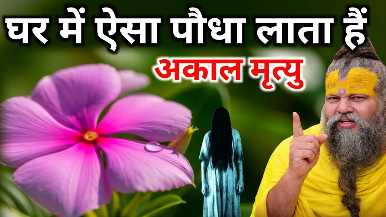 घर में सदाबहार का पौधा लता है अकाल मृत्यु।। जिस घर में यह पौधा है वो वीडियो जरूर देखें #premanand