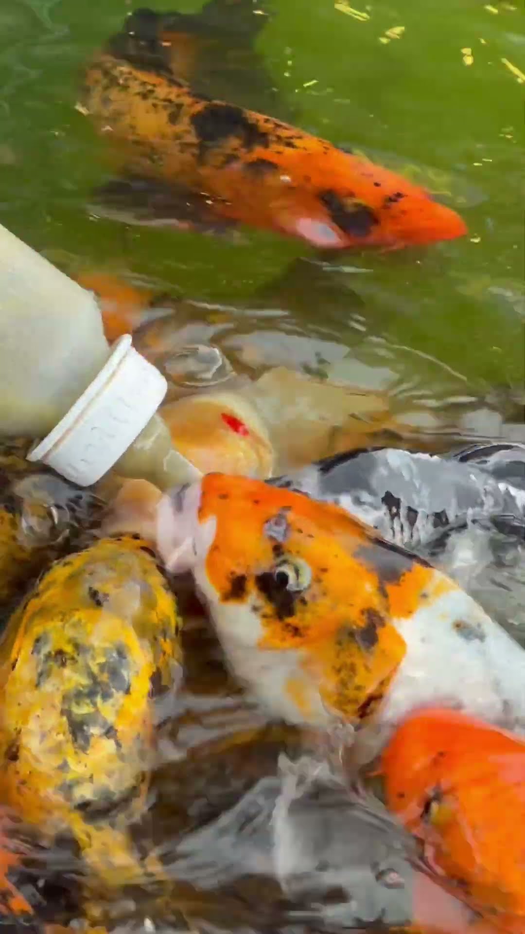 Fish Eat Food From a Baby Bottle || ViralHog