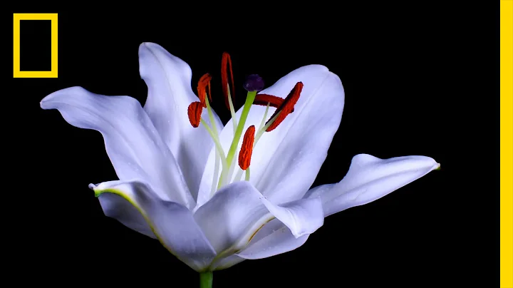 Time-Lapse: Watch Flowers Bloom Before Your Eyes | Short Film Showcase - DayDayNews