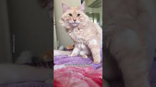 Mr.waltuh Is Up To His Shenanigans Again