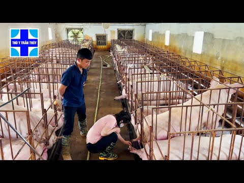 Video Ưu nhược điểm của heo nái Đan Mạch | Bác sĩ thú y Trần... - youtube