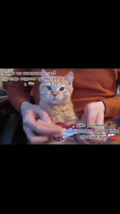 Удачи тебе мой хороший друг #котик #котикиграетнагитаре #милота # ...