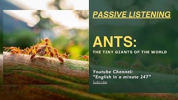 PASSIVE LISTENING ENGLISH - Ants - The Tiny Giants of the World | English in a minute 247