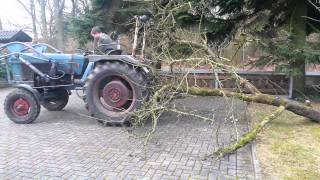 Hanomag Granit 500 / 1S zieht Baum raus