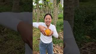 Beautiful Nature - Inspur Fresh Fruit wonderful video of  Industry #1449