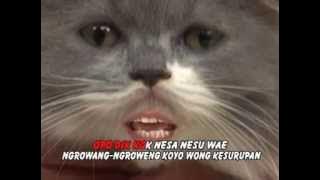KUCING-KUCINGAN