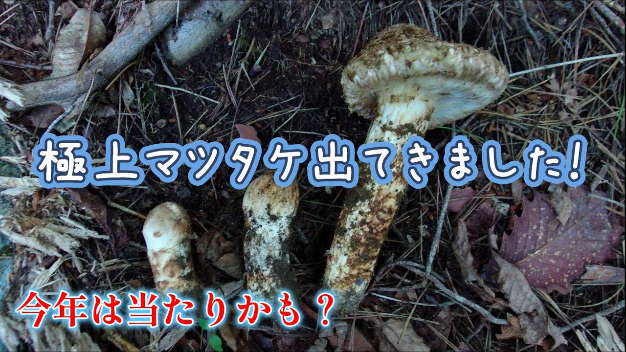 極上マツタケ出てきました！】シーズン到来！クマ出没注意です