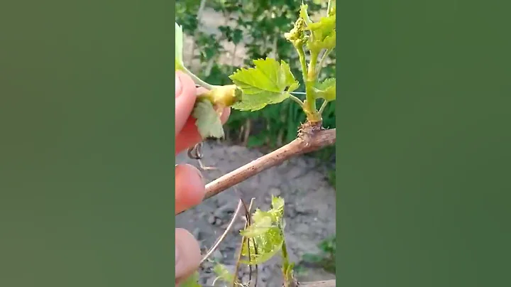 Bunches of grapes will be 4 pounds if you do this - DayDayNews