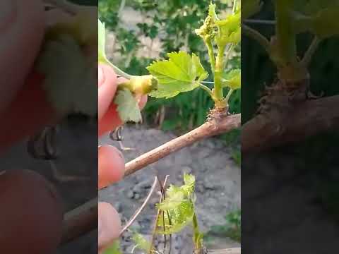 Video: When to Plant Crimson Glory Vine: Lär dig om Crimson Glory-växter