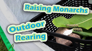 Raising Monarchs - Outdoor Rearing (Help The Monarch Butterfly)