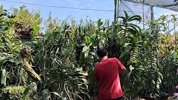 Lan rừng bình thuận vườn Lan lớn ở ngoài Bắc 