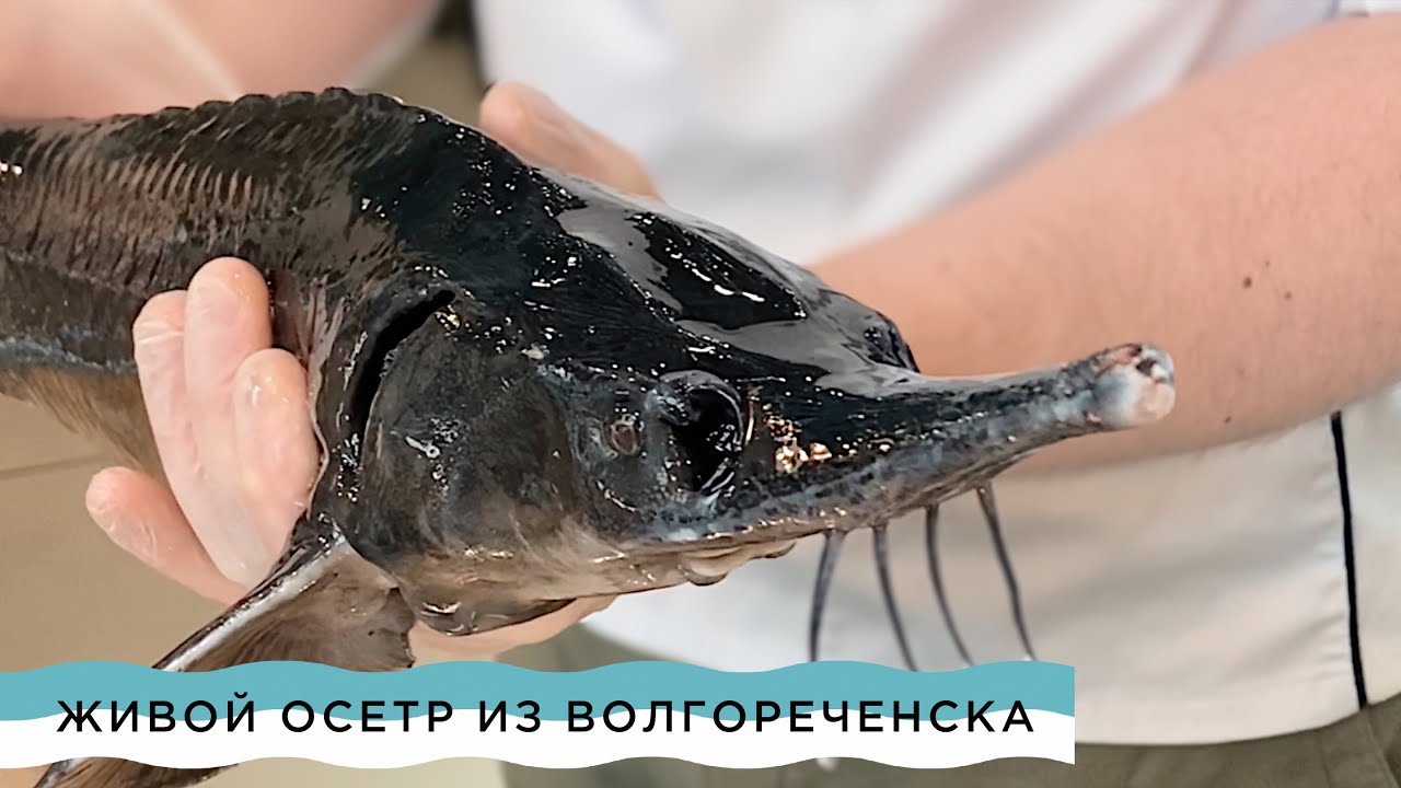 Волгореченский Рыбный Магазин Кострома