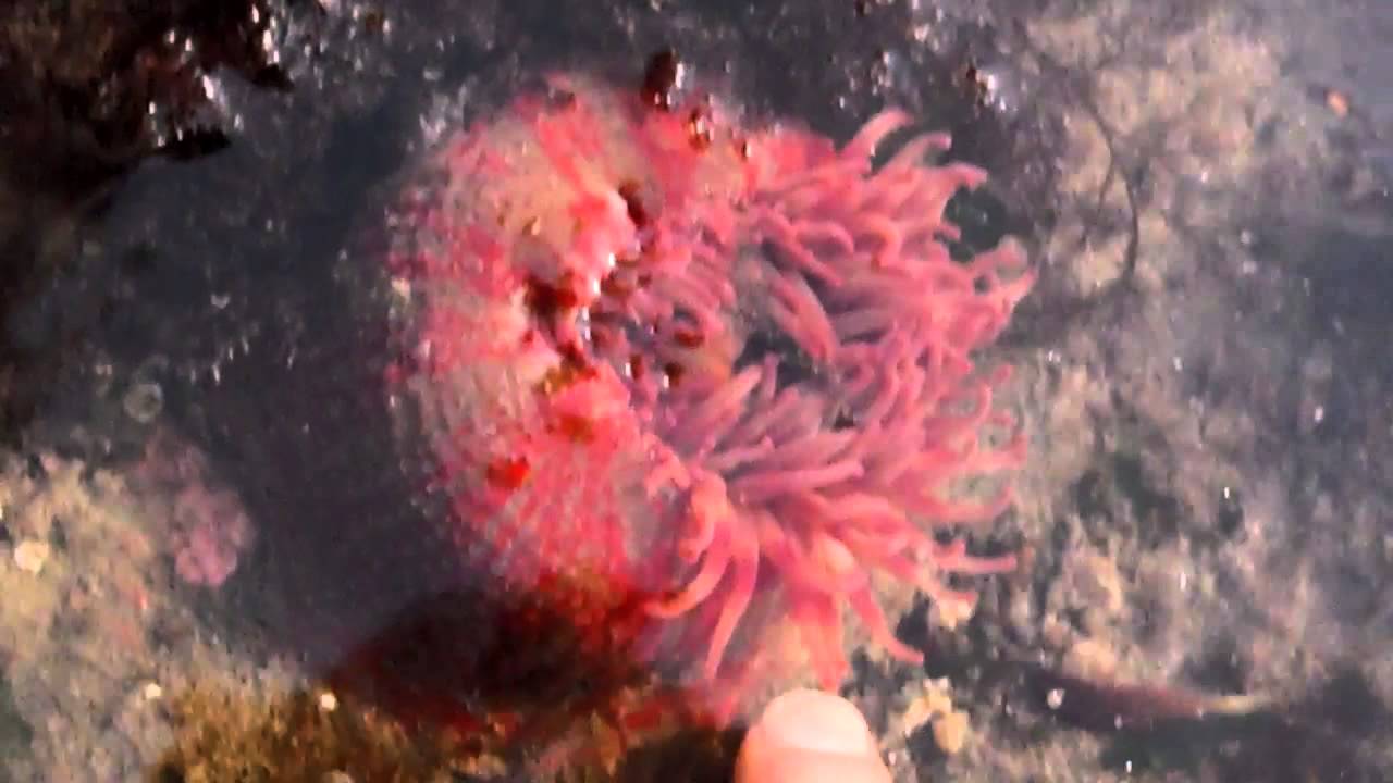 Painted Anemone